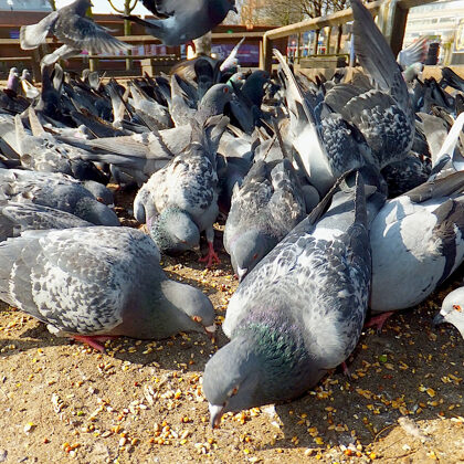 In 2017 Redbridge Council made feeding pigeon in Ilford town centre illegal