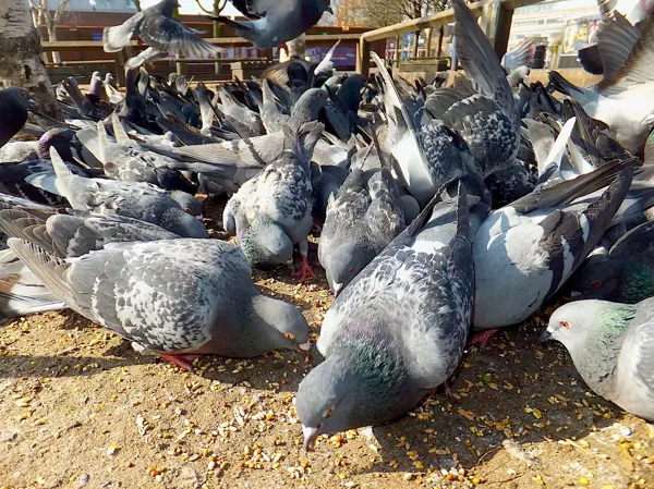 In 2017 Redbridge Council made feeding pigeon in Ilford town centre illegal
