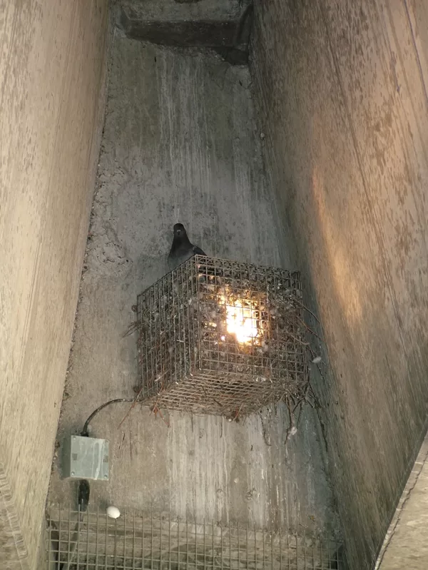 ON THE FENCE - Hackney pigeon builds nest from caged light (2003)